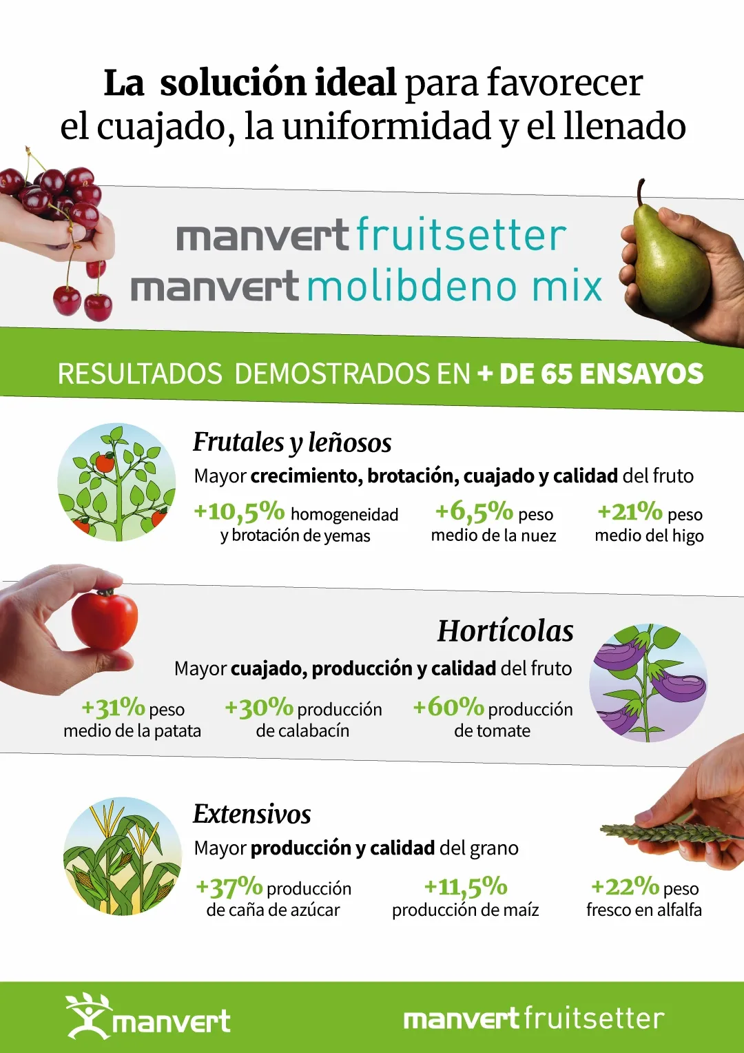 infografia-fruitsetter.webp