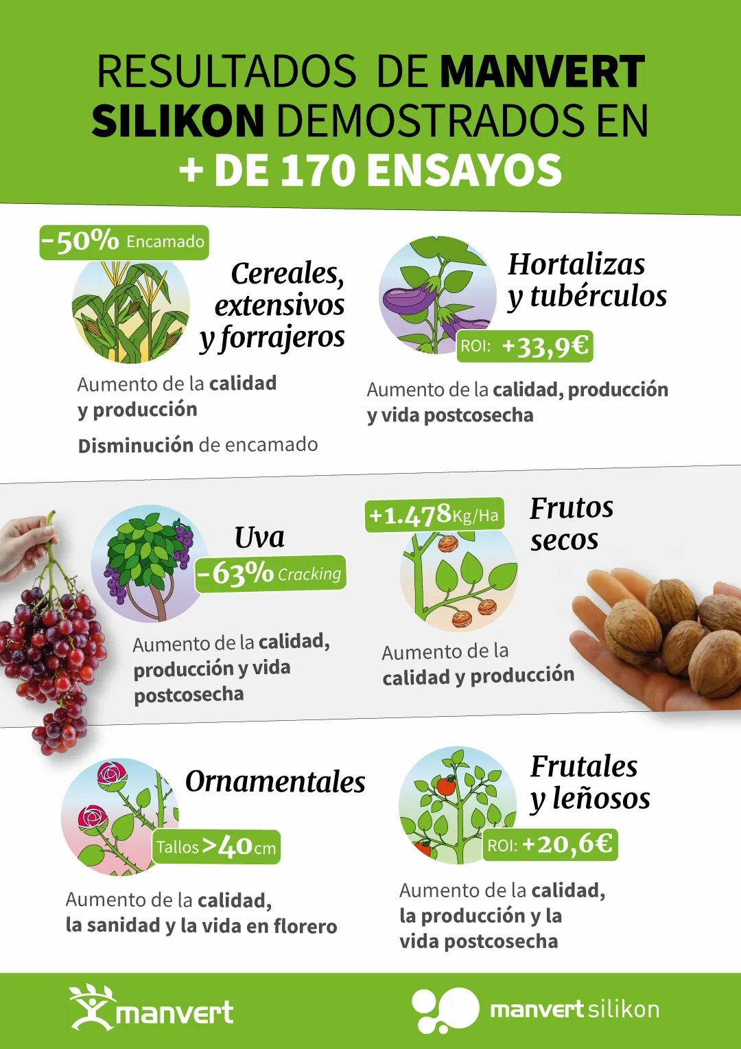 infografia-silikon.webp